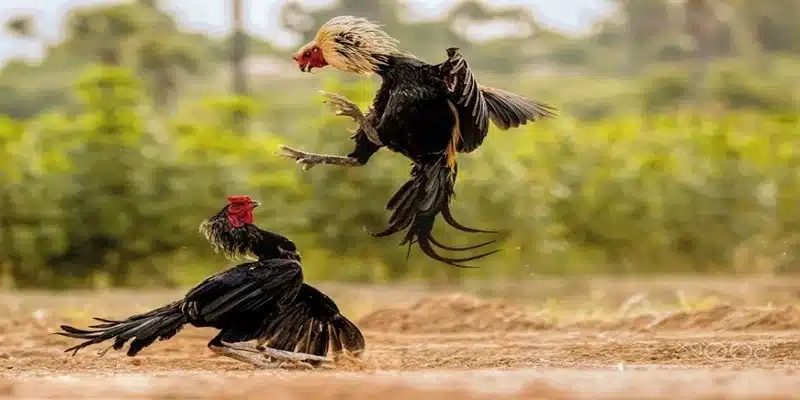 Đá gà C1 là một bước tiến quan trọng nâng tầm môn thể thao đá gà