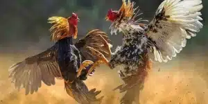 Quản lý và kiểm soát hoạt động đá gà C1 cần được thực hiện một cách chặt chẽ, minh bạch