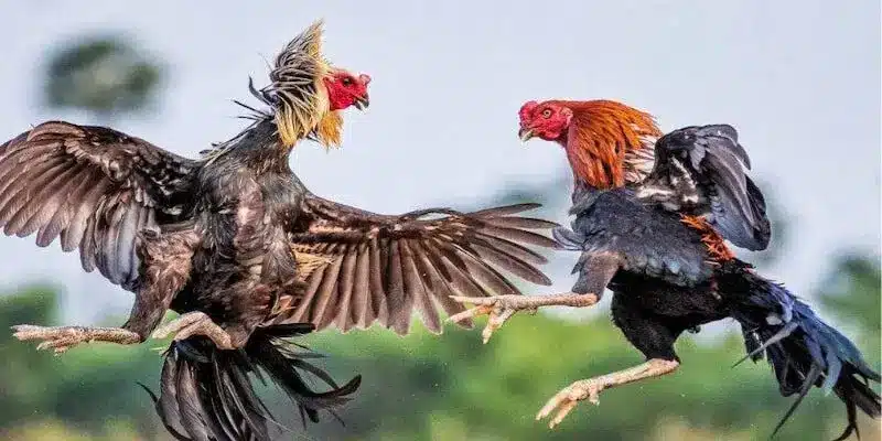 Cá cược đá gà Thomo là một hình thức giải trí phổ biến
